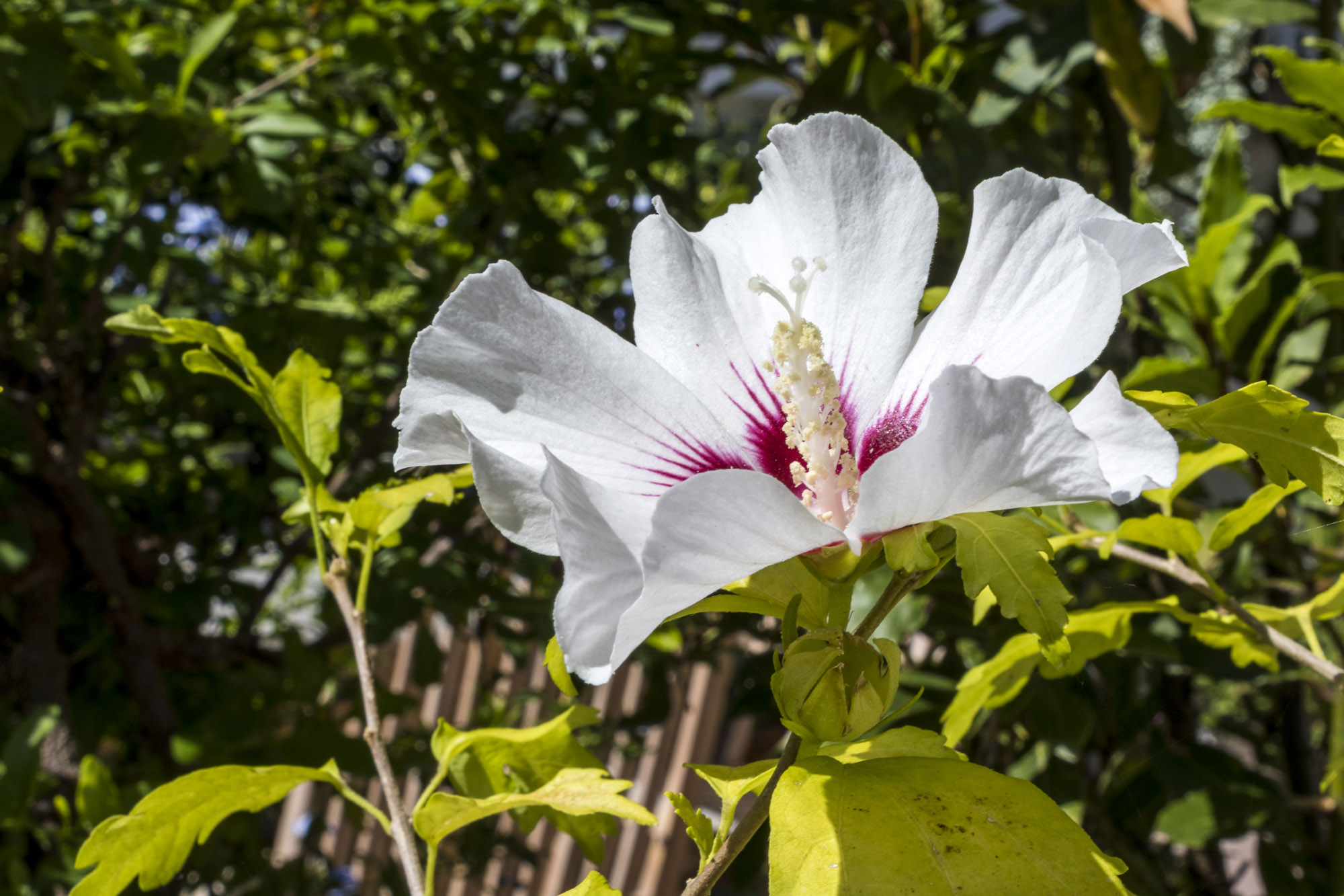 Blume
